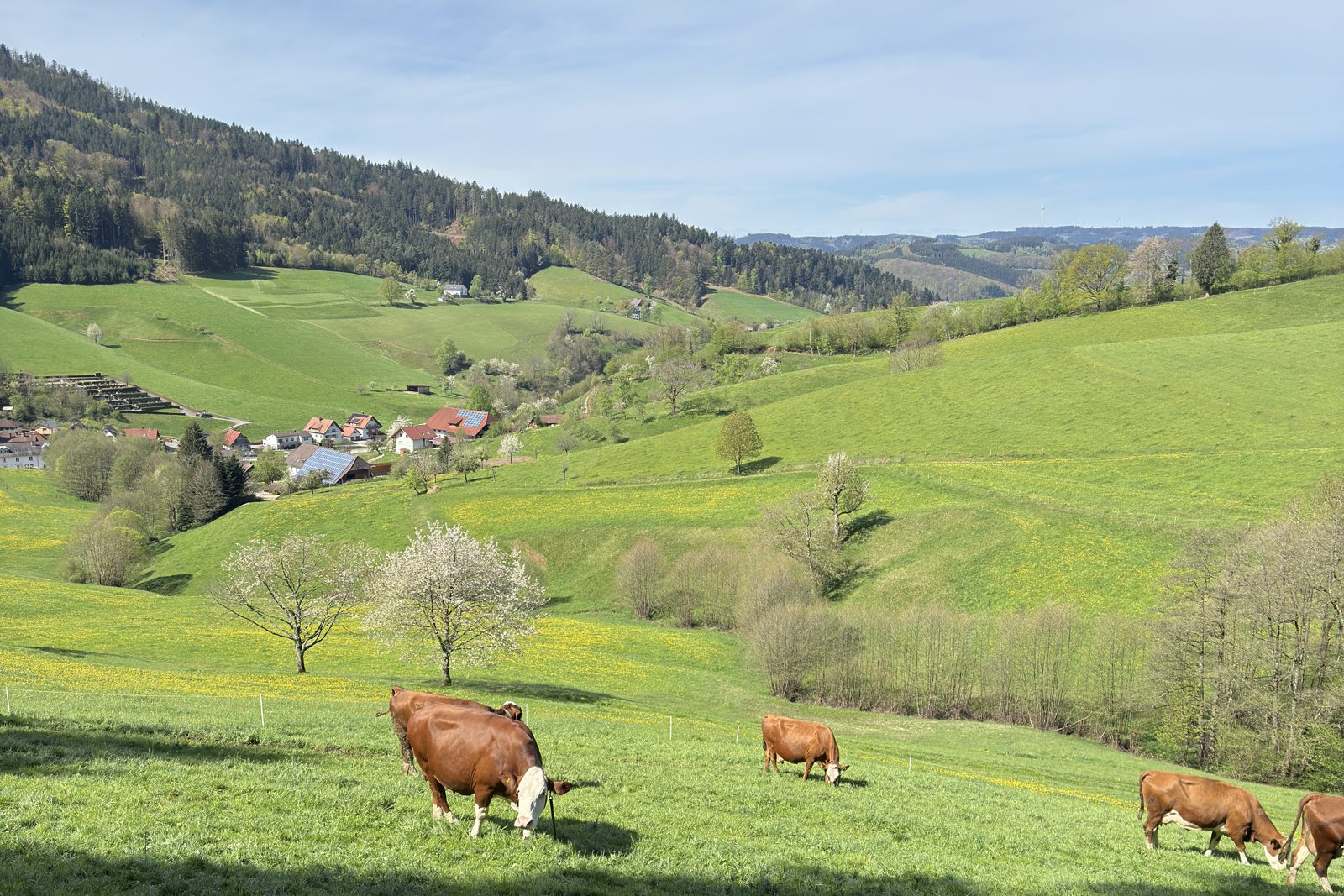 Kühe auf der Weide vor den Schwarzwaldhöhen