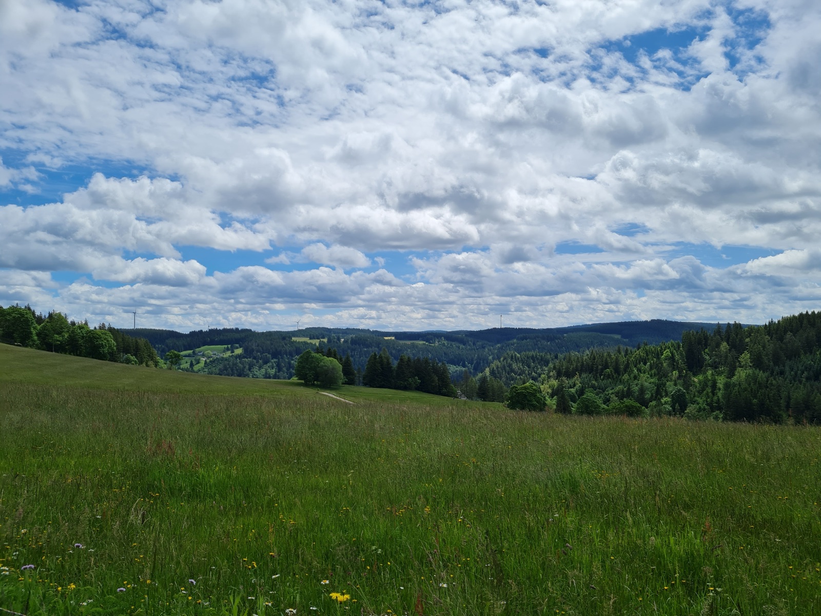 Blühende Wiesen und Schwarzwaldhöhen bei Yach