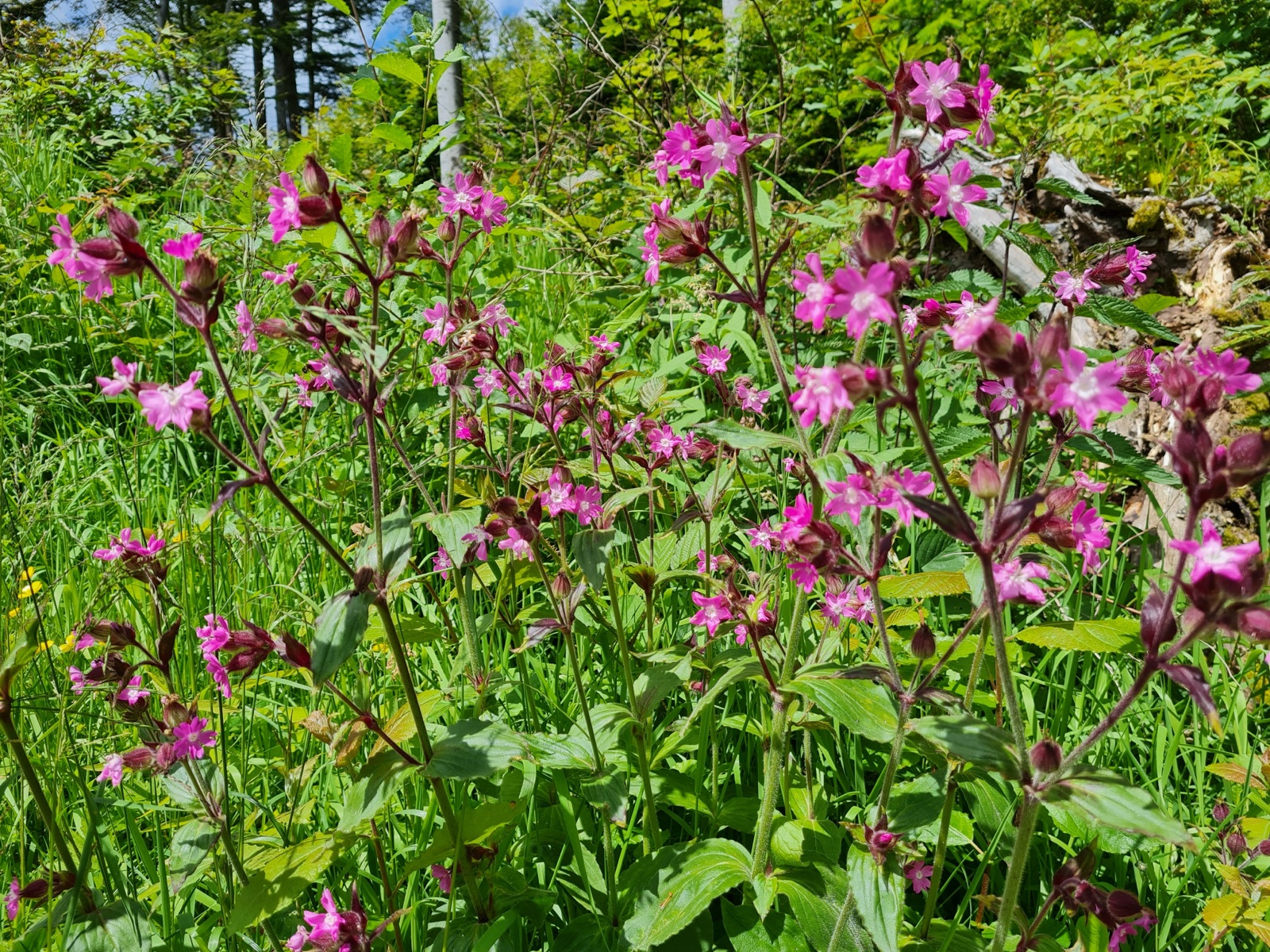 Rosa Wildblumen am Wegesrand